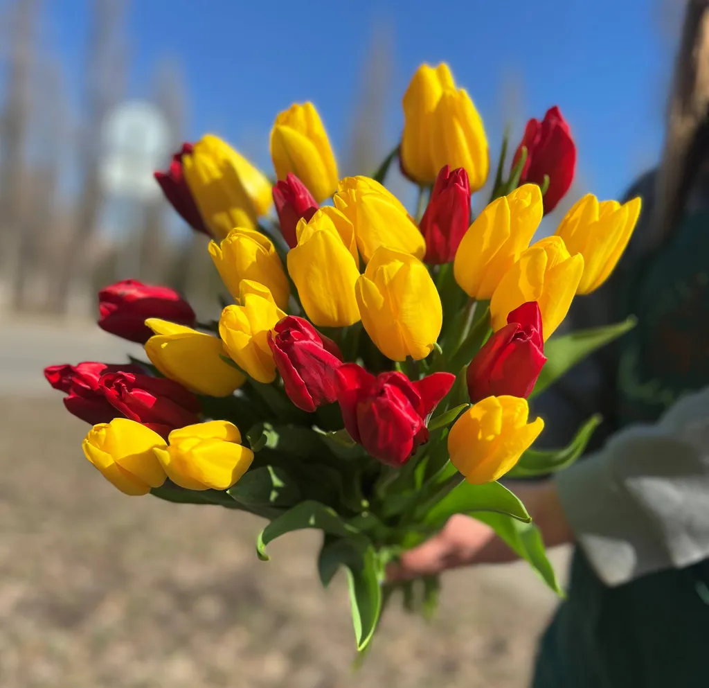 25 жёлтых и красных тюльпанов